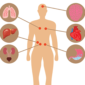 organ systems 