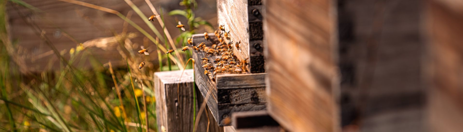 Discover how one man's backyard hobby with a single mason bee house blossomed into a million-bee enterprise, transforming his life and making Lakeland Community College a buzzing hub for bee education and conservation.